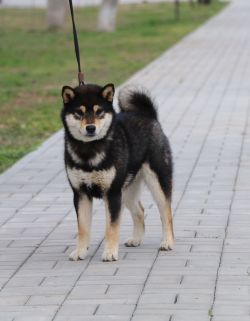 picture of dog
