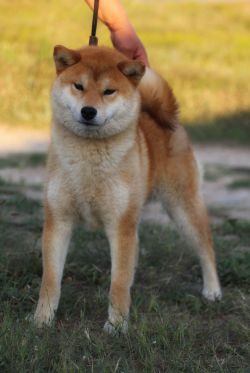 picture of dog