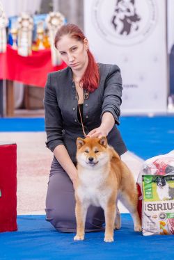 picture of dog