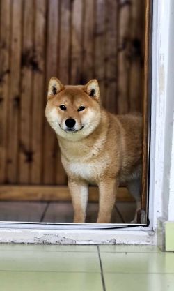 picture of dog
