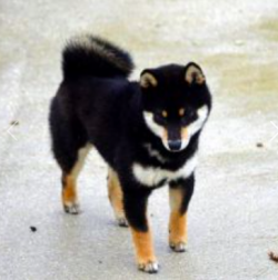 picture of dog