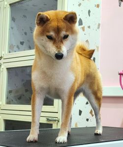 picture of dog