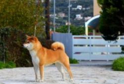picture of dog
