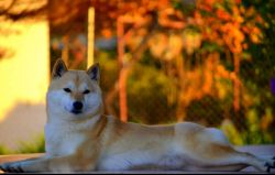 picture of dog