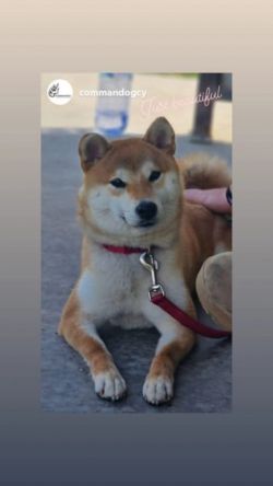 picture of dog