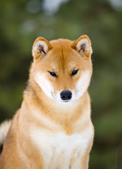 picture of dog
