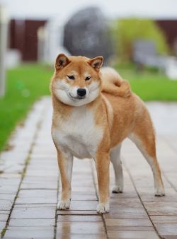 picture of dog