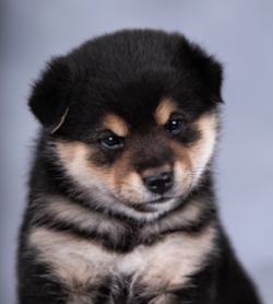 picture of dog
