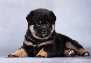 picture of dog