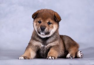 picture of dog
