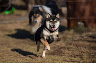picture of dog