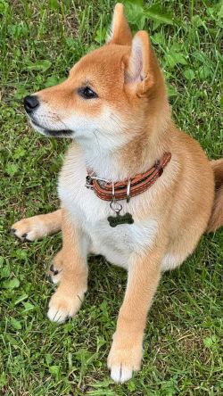 picture of dog