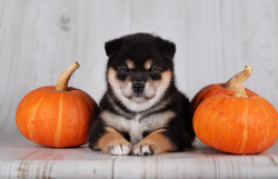 picture of dog