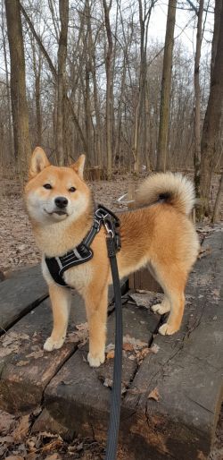 picture of dog