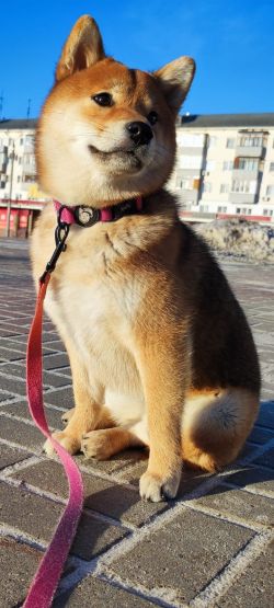 picture of dog