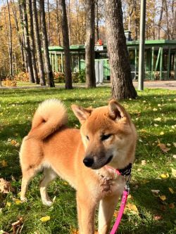 picture of dog