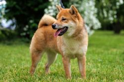picture of dog