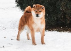 picture of dog