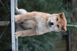 picture of dog