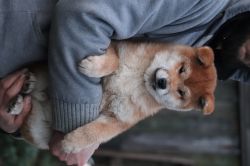 picture of dog