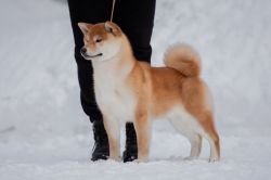 picture of dog