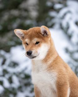 picture of dog