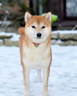 picture of dog