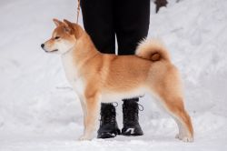 picture of dog