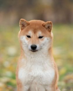 picture of dog