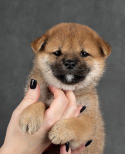 picture of dog
