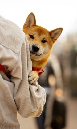picture of dog