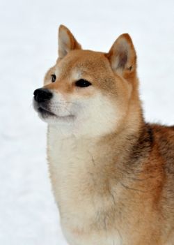 picture of dog