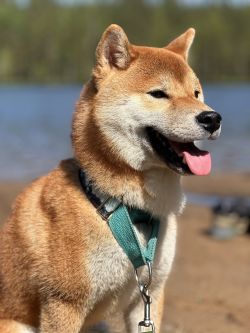 picture of dog
