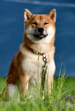 picture of dog