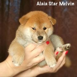 picture of dog