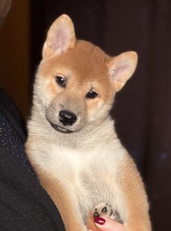 picture of dog