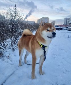 picture of dog