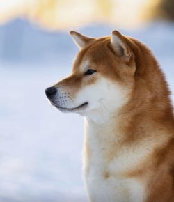 picture of dog