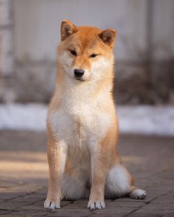 picture of dog