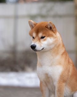 picture of dog