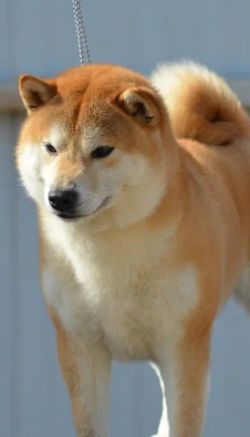 picture of dog