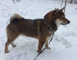 picture of dog