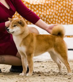 picture of dog