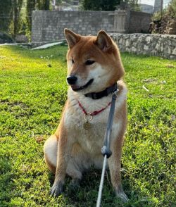 picture of dog