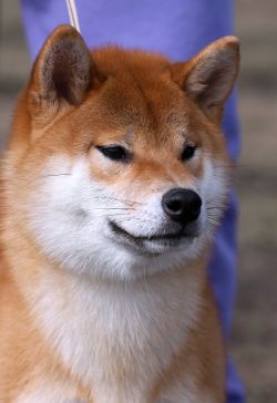 picture of dog