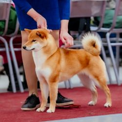 picture of dog