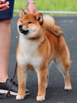 picture of dog