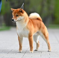 picture of dog