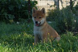 picture of dog