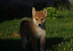 picture of dog